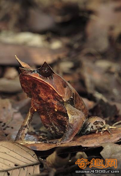 Ҷ(Leaf-horned frog)