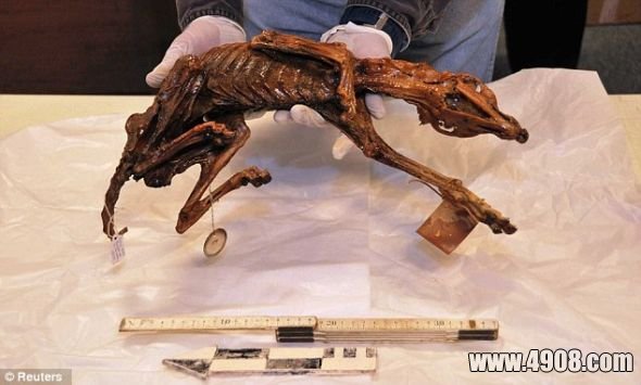 这具已有1000年历史的木乃伊狗是在墨西哥获得的第一项此类发现，它将有助于考古学家揭开该国一个远古部落的一些谜底