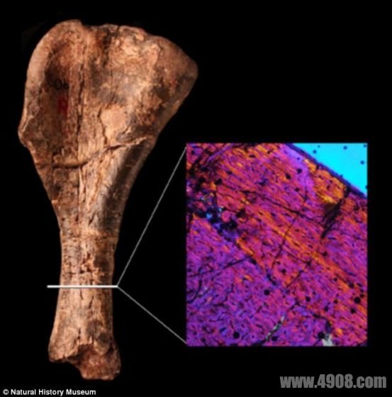 帕林顿尼亚萨龙的肱骨化石与肱骨横截面。颜色众多说明骨骼纤维杂乱无章，与早期恐龙非常相似