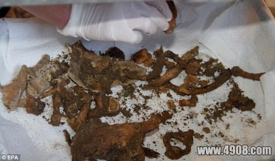 这颗头骨是在圣乌尔苏拉修道院最初的地面下大约5英尺(1.52米)处发现的，与之一起发现的还有很多其他人类肋骨和椎骨