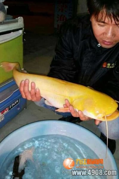 通体金黄色的鲶鱼